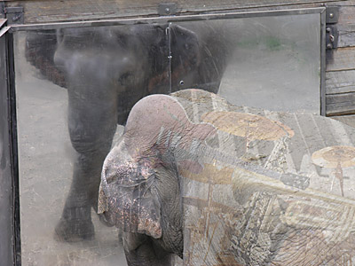 Entertaining Science -- Reflections of the Animal Mind image